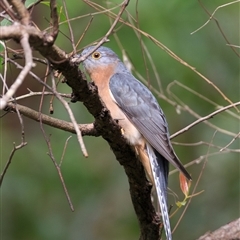 Cacomantis flabelliformis (Fan-tailed Cuckoo) at Cedar Creek, QLD - 13 Apr 2025 by DAdeGroot