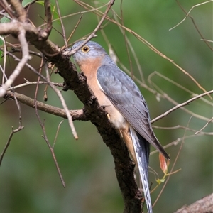 Cacomantis flabelliformis (Fan-tailed Cuckoo) at Cedar Creek, QLD - 13 Apr 2025 by DAdeGroot