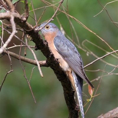 Cacomantis flabelliformis (Fan-tailed Cuckoo) at Cedar Creek, QLD - 13 Apr 2025 by DAdeGroot