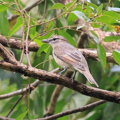 Edolisoma tenuirostre (Common Cicadabird) at Cedar Creek, QLD - 13 Apr 2025 by DAdeGroot