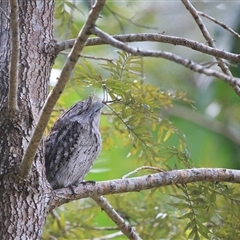 Podargus strigoides (Tawny Frogmouth) at Cedar Creek, QLD - 19 May 2025 by DAdeGroot