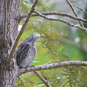 Podargus strigoides (Tawny Frogmouth) at Cedar Creek, QLD - 19 May 2025 by DAdeGroot