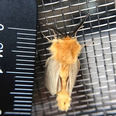 Lomera boisduvalii (A Case moth (Psychidae)) at Crowther, NSW - 20 Sep 2025 by Frecko