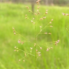 Panicum simile at Shannondale, NSW - 11 Jan 2009 by PEdwards