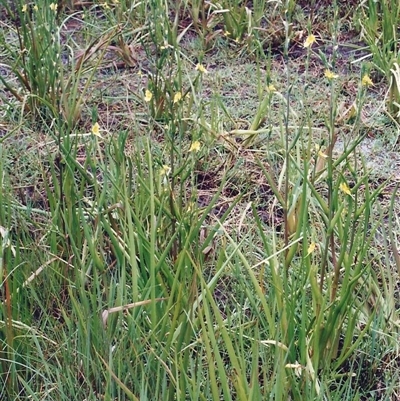 Philydrum lanuginosum at Shannondale, NSW - 3 Jan 2004 by PEdwards