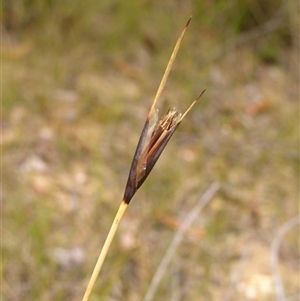 Lepidosperma laterale at Shannondale, NSW - 16 May 2009 by PEdwards