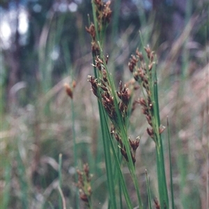 Rhynchospora brownii at Shannondale, NSW - 16 Mar 2009 by PEdwards