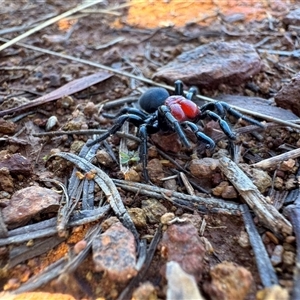 Missulena occatoria (Red-headed Mouse Spider) at Hackett, ACT - 20 Sep 2025 by KarinNeufeld