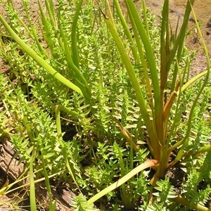 Rotala tripartita at Shannondale, NSW - 5 Jun 2006 by PEdwards