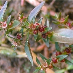Rotala tripartita at Shannondale, NSW - 5 Jun 2006 04:23 AM