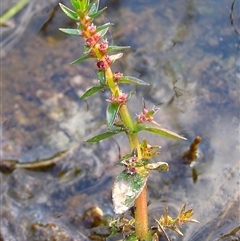 Rotala tripartita at Shannondale, NSW - 5 Jun 2006 04:23 AM