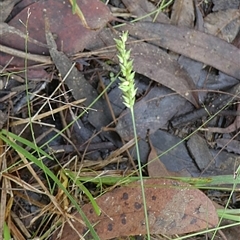 Paspalum dilatatum at Shannondale, NSW - 27 Apr 2025 by PEdwards