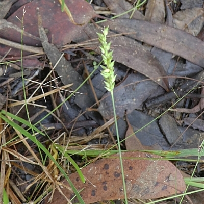 Paspalum dilatatum at Shannondale, NSW - 27 Apr 2025 by PEdwards