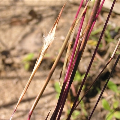 Schizachyrium fragile at Shannondale, NSW - 26 Apr 2009 by PEdwards