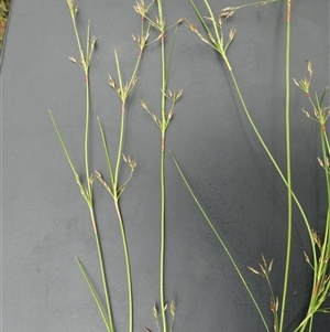 Schoenus apogon at Shannondale, NSW - 9 Nov 2020 by PEdwards