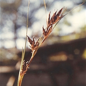 Lepidosperma laterale at Shannondale, NSW - 20 Sep 2025 by PEdwards