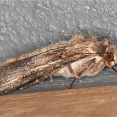 Agrotis munda (Brown Cutworm) at Symonston, ACT - 20 Sep 2025 by rawshorty