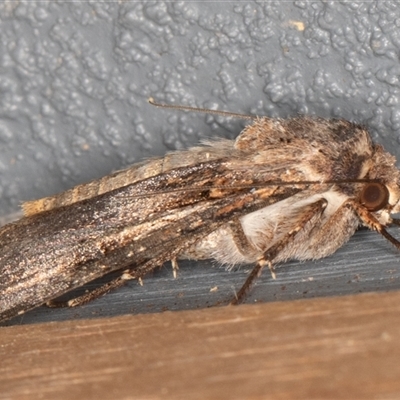 Agrotis munda (Brown Cutworm) at Symonston, ACT - 20 Sep 2025 by rawshorty