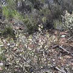 Styphelia fletcheri subsp. brevisepala (Twin Flower Beard-Heath) at Blakney Creek, NSW - 19 Sep 2025 by Kathk
