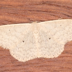 Scopula optivata (Varied Wave) at Symonston, ACT - 20 Sep 2025 by rawshorty