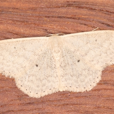 Scopula optivata (Varied Wave) at Symonston, ACT - 20 Sep 2025 by rawshorty
