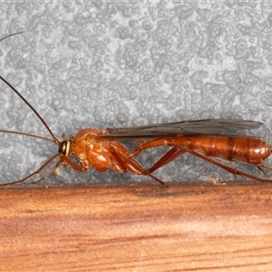 Ichneumonidae (family) at Symonston, ACT - 20 Sep 2025 by rawshorty