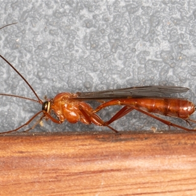 Ichneumonidae (family) at Symonston, ACT - 20 Sep 2025 by rawshorty