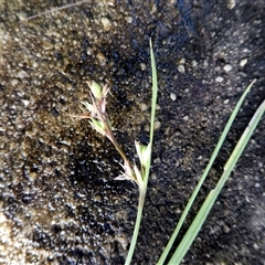 Unverified Rush, Sedge or Mat Rush at Shannondale, NSW - 19 Mar 2021 by PEdwards