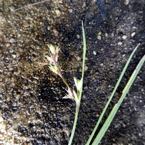 Unverified Rush, Sedge or Mat Rush at Shannondale, NSW - 19 Mar 2021 by PEdwards