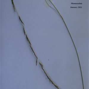 Paspalum dilatatum at Shannondale, NSW - 31 Jan 2021 by PEdwards