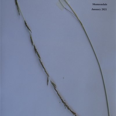 Paspalum dilatatum at Shannondale, NSW - 31 Jan 2021 by PEdwards