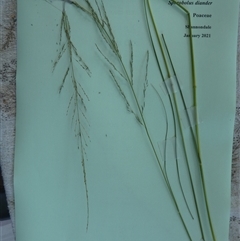 Sporobolus sessilis at Shannondale, NSW - 31 Jan 2021 by PEdwards