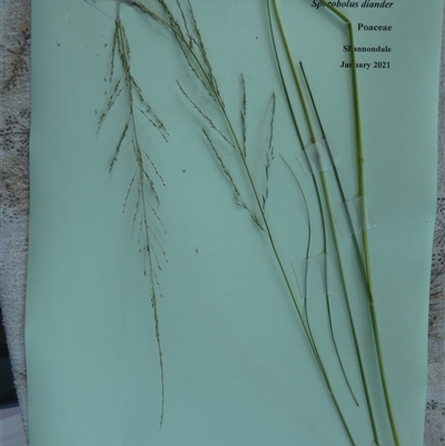 Sporobolus sessilis at Shannondale, NSW - 31 Jan 2021 by PEdwards