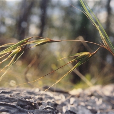Themeda triandra at Shannondale, NSW - 15 Jan 2015 by PEdwards