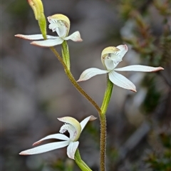 Caladenia ustulata (Brown Caps) at Denman Prospect, ACT - 19 Sep 2025 by Kenp12