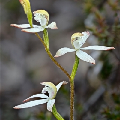 Caladenia ustulata (Brown Caps) at Denman Prospect, ACT - 19 Sep 2025 by Kenp12