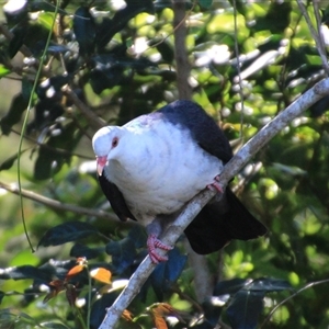 Columba leucomela (White-headed Pigeon) at Mollymook, NSW - 15 Sep 2025 by Jennybach