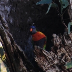 Trichoglossus moluccanus (Rainbow Lorikeet) at Mollymook, NSW - 15 Sep 2025 by Jennybach