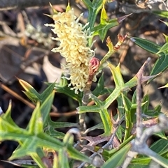Grevillea ramosissima subsp. ramosissima (Fan Grevillea) at Jerrabomberra, NSW - 20 Sep 2025 by SteveBorkowskis