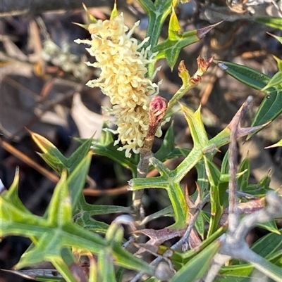 Grevillea ramosissima subsp. ramosissima (Fan Grevillea) at Jerrabomberra, NSW - 20 Sep 2025 by SteveBorkowskis
