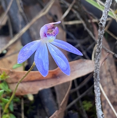 Caladenia caerulea (Blue Fingers, Blue Fairies) at Jerrabomberra, NSW - 20 Sep 2025 by SteveBorkowskis