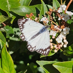 Belenois java (Caper White) at Braidwood, NSW - 20 Sep 2025 by MatthewFrawley