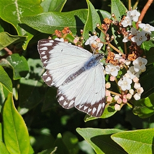 Belenois java (Caper White) at Braidwood, NSW - 20 Sep 2025 by MatthewFrawley