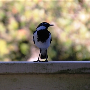 Grallina cyanoleuca (Magpie-lark) at Mollymook, NSW - 17 Sep 2025 by Jennybach