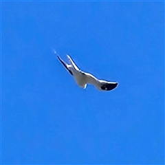 Elanus axillaris (Black-shouldered Kite) at Braidwood, NSW - 20 Sep 2025 by MatthewFrawley