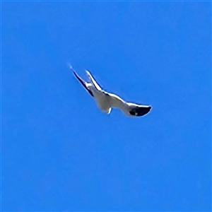 Elanus axillaris (Black-shouldered Kite) at Braidwood, NSW - 20 Sep 2025 by MatthewFrawley
