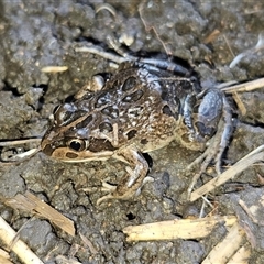 Limnodynastes tasmaniensis (Spotted Grass Frog) at Braidwood, NSW - 20 Sep 2025 by MatthewFrawley