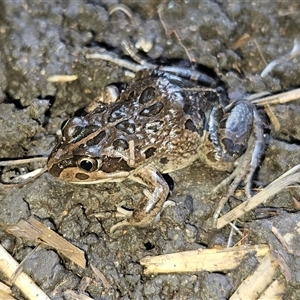 Limnodynastes tasmaniensis (Spotted Grass Frog) at Braidwood, NSW - 20 Sep 2025 by MatthewFrawley