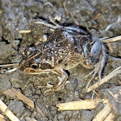 Limnodynastes tasmaniensis (Spotted Grass Frog) at Braidwood, NSW - 20 Sep 2025 by MatthewFrawley