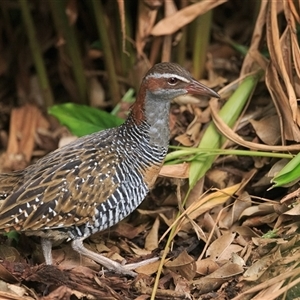 Gallirallus philippensis (Buff-banded Rail) at Saint Lucia, QLD - 29 May 2025 by DAdeGroot